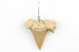 .75" to 1.25" Wire Wrapped Otodus Shark Tooth Pendant - Morocco - Photo 2